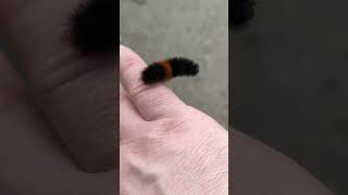 Woolly Bear  Caterpillar [upl. by Inanaup]