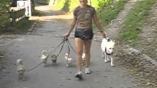 Spaziergang mit 5 Chihuahuas und einer weißen Schäferhündin  Eva Windisch  Mit Hunden sein [upl. by Hosbein]