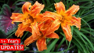 Beautiful SUMMER Lily  Daylilies How To Plant GROW amp CARE [upl. by Azzil]