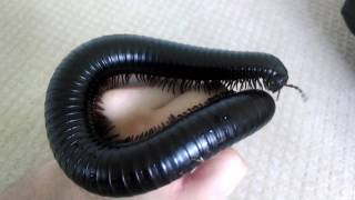 Pet Giant African Millipede [upl. by Dnomyad]