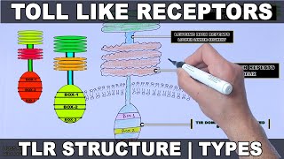 Toll Like Receptors  Structure and Types [upl. by Rica]