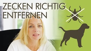 Zeckenbiss Zecken beim Hund sicher entfernen  So gehts [upl. by Kial]