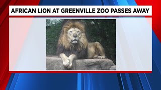 African Lion at Greenville Zoo passes away following health issues [upl. by Beau]