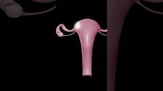 Female Reproductive System With 3D Animation [upl. by Adyeren332]