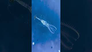 How rotifer look like [upl. by Tarsus]