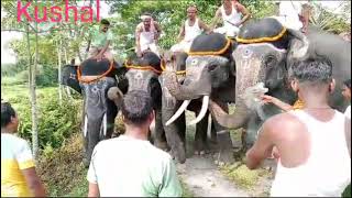 gorumara forest biskrma Karma Puja 🐘🐘🐘🐘🐘🐘🐘 [upl. by Carlynne]