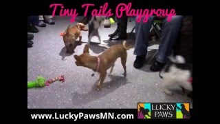 Small Dog amp Puppy Playgroup in Blaine MN  Tiny Tails Playgroup [upl. by Dnomal]