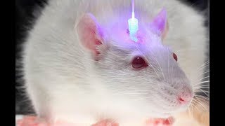 What is Optogenetics [upl. by Tonkin267]