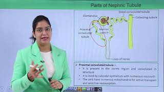 Class10th – Nephric Tubules  Excretory System  Tutorials Point [upl. by Edmonds]