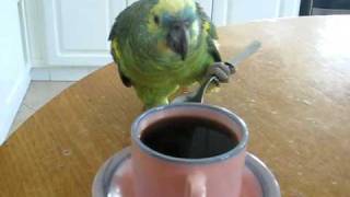 Loro tomando café con cuchara [upl. by Ano]