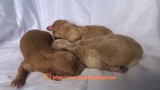 One week old toy poodle puppies [upl. by Clifford]