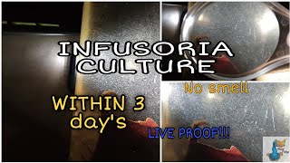 How to make infusoria culture  in 3 days 100 Result  How to make betta Fry food [upl. by Relyhcs731]