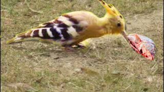 Indian Hoopoe finding food  Mohan Chura  NEST UHD [upl. by Cornwell453]