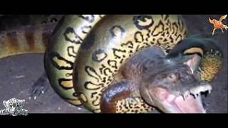 Worlds largest shark caught on camera 2016 Biggest Snake [upl. by Morris]