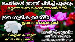 ഈ ഗുളിക വീട്ടിലുണ്ടോ ചെടികൾ ഭ്രാന്ത് പിടിച്ച് പൂക്കാനും പെട്ടെന്ന് വേര് പിടിച്ചു കിട്ടാനും ഇത് മതി [upl. by Alberta601]