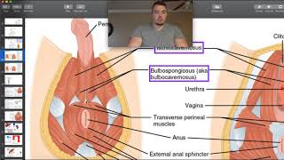 Perineal Muscles Structure Origins Insertions amp More [upl. by Ashmead157]