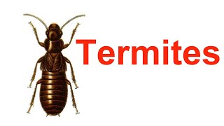 Termites  Introduction  Types  Losses  Control [upl. by Stu]