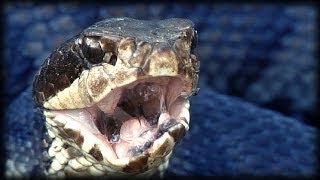 Cottonmouth vs Rattlesnake 01  Animal Fight [upl. by Kassity]