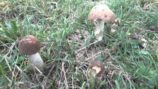 Leccinum scabrum  Conoscere i funghi 30092015 [upl. by Noryak]