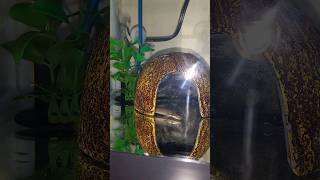 My 2 Senegalus BichirsKuhli Loach And Algae Eater Playing aquarium bichirfish kuhliloach eel [upl. by Dnomrej]