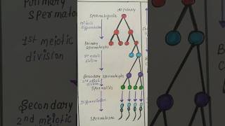 spermatogenesis Oogenesis biologydiagram shorts [upl. by Spaulding]