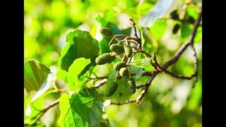 Growing Alder from seed Alnus [upl. by Rosenberger]