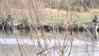 VINEYARDS FISHERY HALFPENNY GREEN NEAR WOMBOURNE STAFFORDSHIRE [upl. by Beebe695]