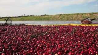 Cranberries La Cosecha Rosa [upl. by Obeng]