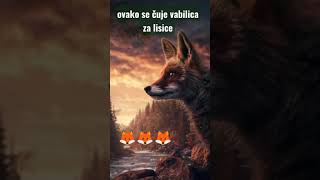 OVAKO SE ČUJE VABILICA ZA LISICE 🦊 [upl. by Janek]