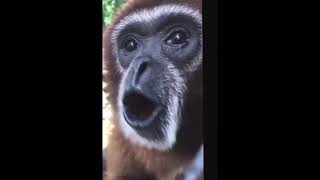 Monkey Screams Spins And Dissappers Monkey Meme [upl. by Drareg]