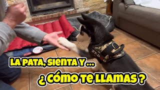 Metodo para enseñar a un cachorro a dar la pata sienta y a decir su nombre 🐶 [upl. by Hnahk]