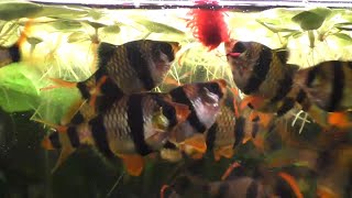 Can Feeding Bloodworms To Your Fish Be Dangerous [upl. by Aderf282]