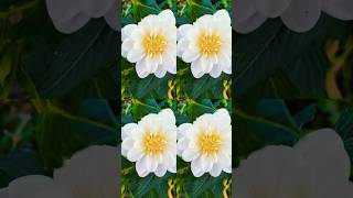 Growing Gorgeous White Dahlias in my garden 🌸🌼2024 [upl. by Yttig]