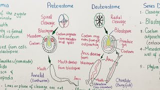 protostome vs deuterostome [upl. by Alius]