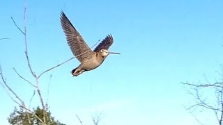 ÇULLUK AVI HAYATIMIN EN BOL KUŞU TABI EN KARAVANA AV GÜNÜMçullukavı shooting hunter [upl. by Dobbins849]