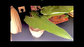 Ecuagenera houseplant unboxing november 2023  philodendron monstera and columnea [upl. by Aerdnahc756]