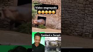 Vídeo engraçado cambará e Sarapó causos piadas humor [upl. by Schafer921]