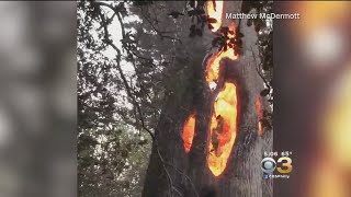 Man Finds Tree Burning From Inside In California [upl. by John]