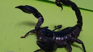 CEctoS Asian Forest Scorpion Molting [upl. by Skurnik]