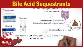 Pharmacology CVS 32 Antihyperlipidemic Drugs  4 Bile Acid Sequestrants  Cholestyramine [upl. by Attaynik130]