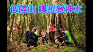 低陸山  嘎拉賀A區神木群  把加灣山  復興鄉  空拍  看見台灣中級山系列 [upl. by Sall]