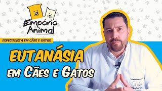 Quando fazer eutanásia em cães e gatos [upl. by Merissa226]