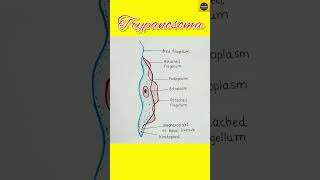 How to draw quotTrypanosomaquot diagram  Trypanosoma Gambiense  TheDrawingAcumen [upl. by Nede]