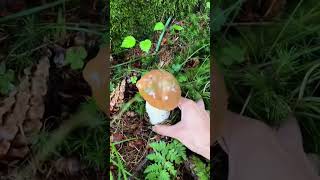 The green moss breeds delicious porcini pick mushrooms picking mushrooms wild fungi Month Expand [upl. by Rima]