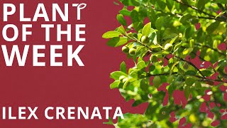 Plant of the Week  Ilex Crenata Japanese Holly [upl. by Tarazi]