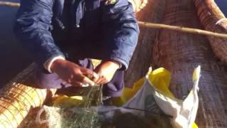 fish of Lake Titicaca [upl. by Affrica902]