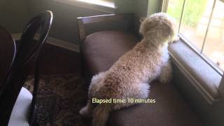 Sidiqi the Goldendoodle Dads Home [upl. by Hnao]