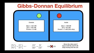 Gibbs Donnan Equilibrium [upl. by Clementia]