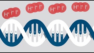 Ion Torrent Nextgeneration Sequencing [upl. by Ahseit]