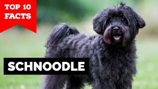 Schnoodle  Top 10 Facts [upl. by Idisahc]